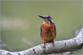 <p>LEDŇÁČEK ŘÍČNÍ (Alcedo atthis) Šluknovsko - Jiříkov /Common kingfisher - Eisvogel/</p>